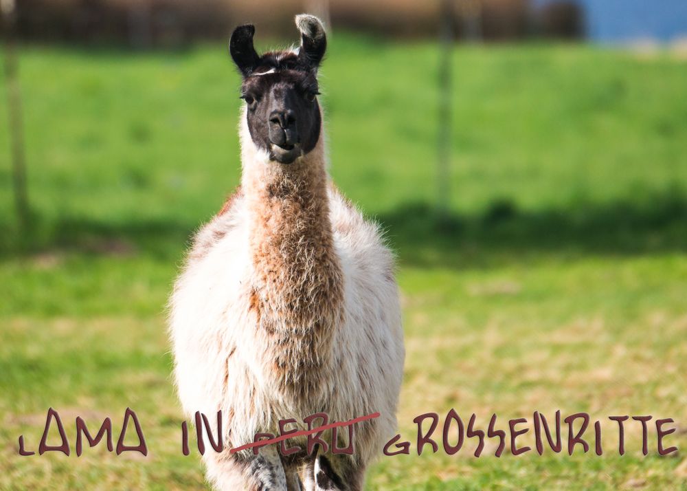 Lama in Grossenritte (Nordhessen)