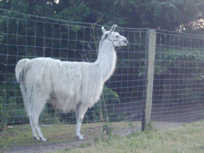 Lama in Hoejer!!!