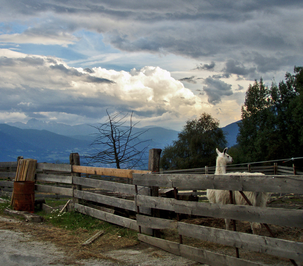 Lama in Tirolo