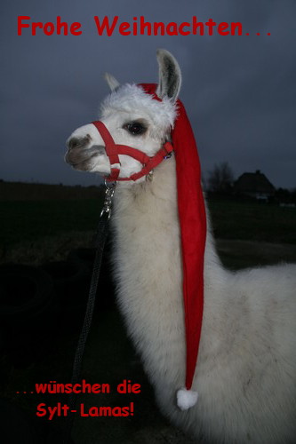 Lama "Käte von Sylt" vertritt den Weihnachtsmann