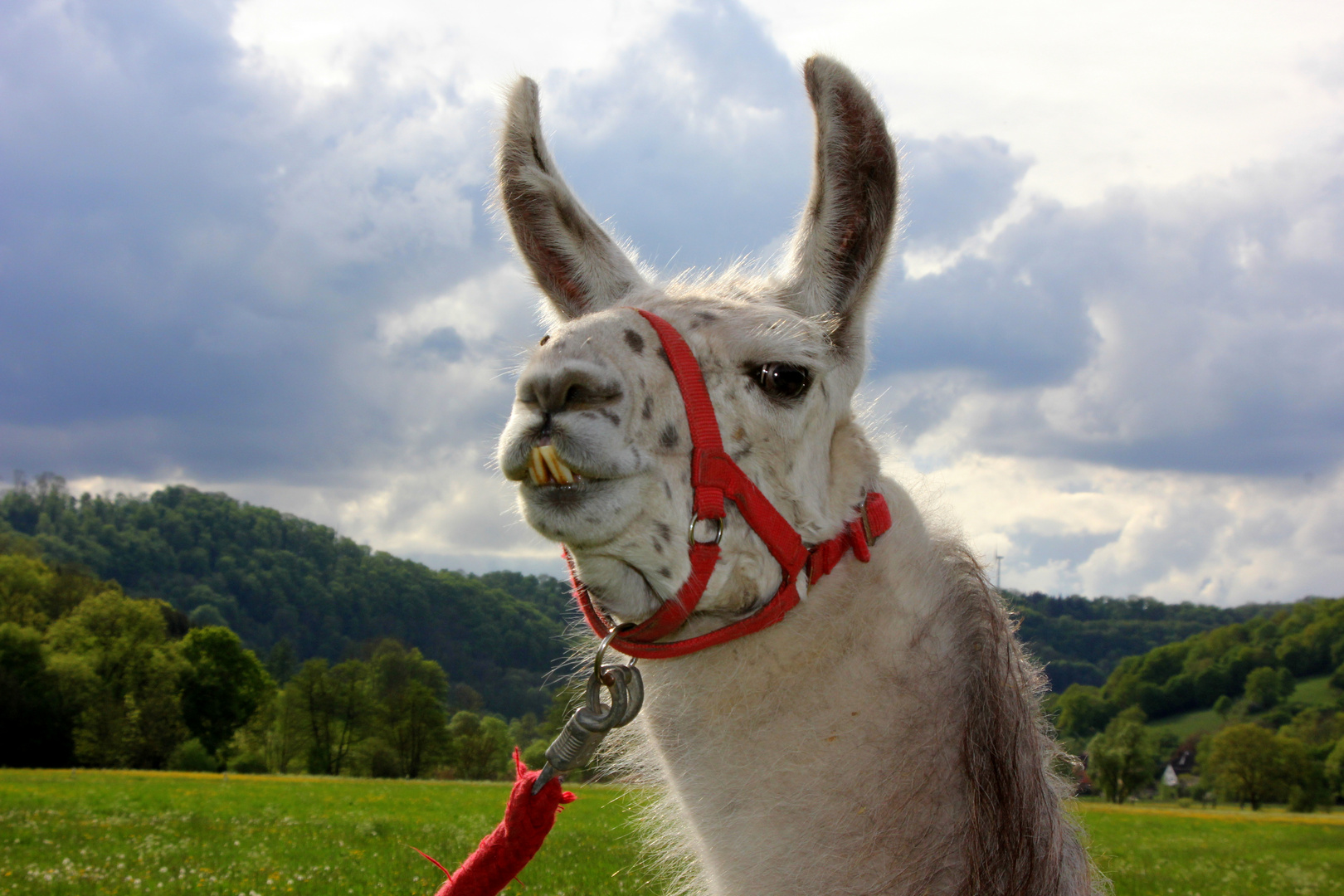 Lama: - Kleiner Onkel -