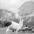 lama mit eigerblick.