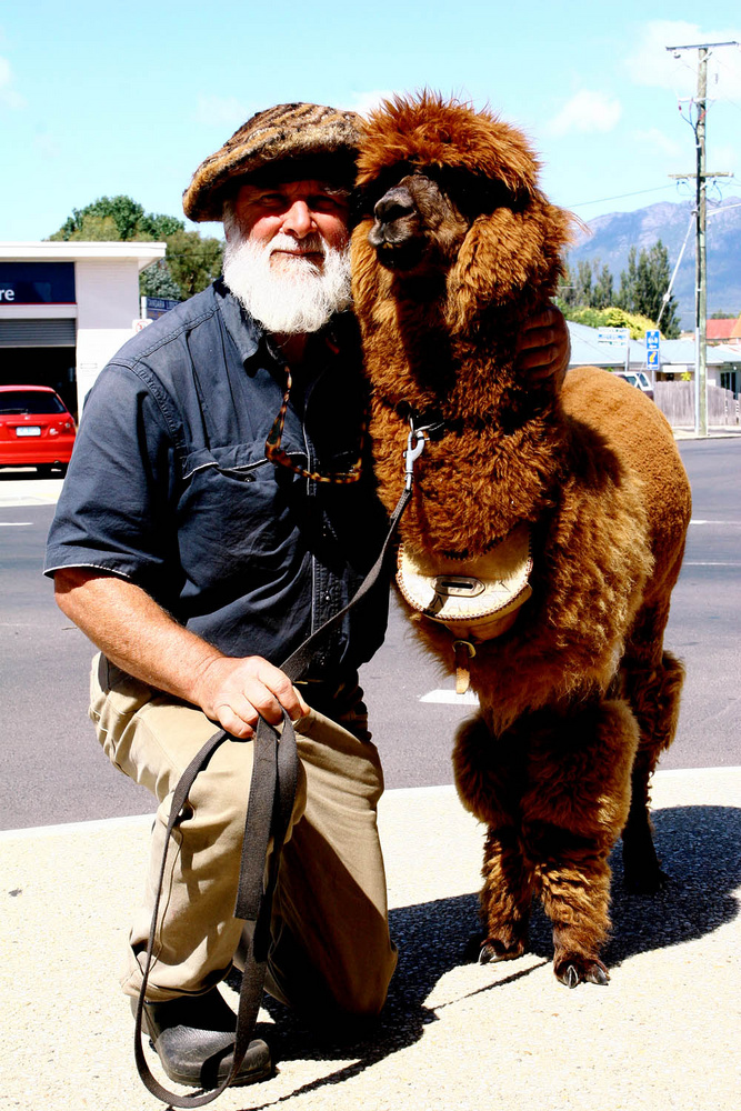 Lama nano, Sheffield city, Tasmania