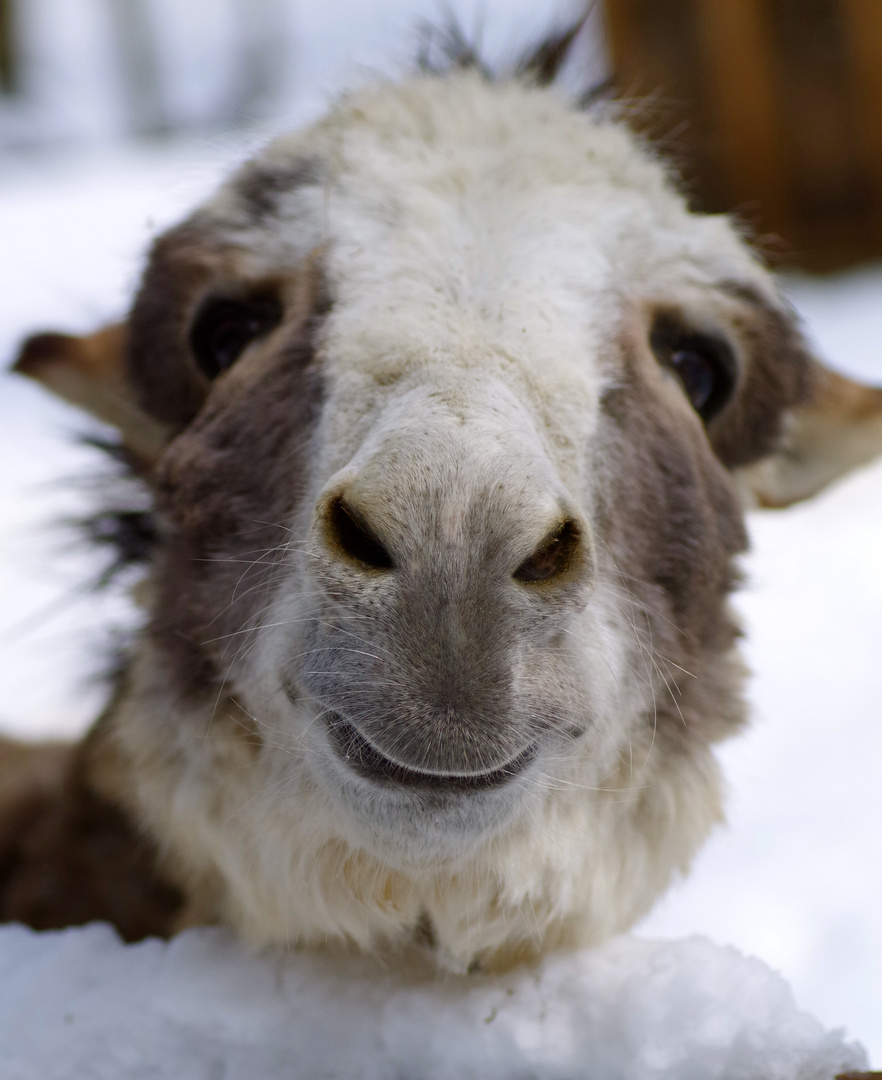 Lama oder Esel? :)