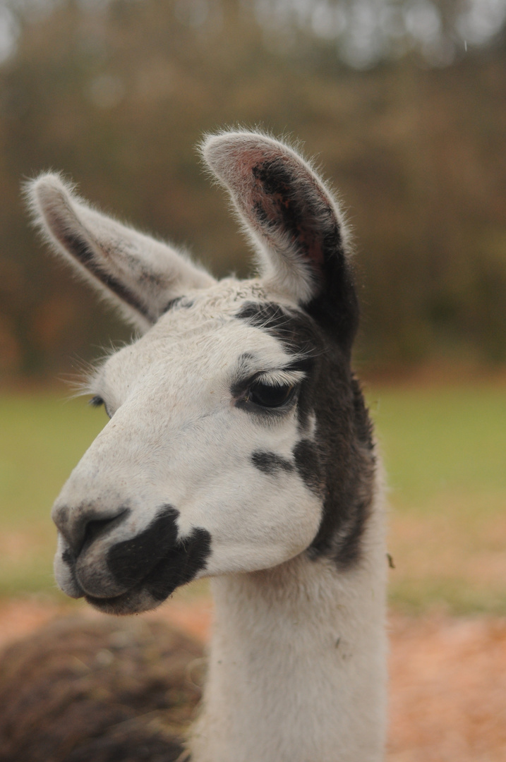 Lama Portrait