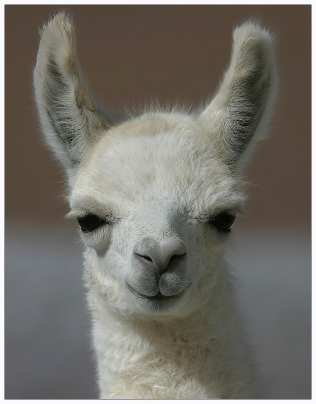 Lama Portrait (Jungtier)