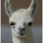 Lama Portrait (Jungtier)