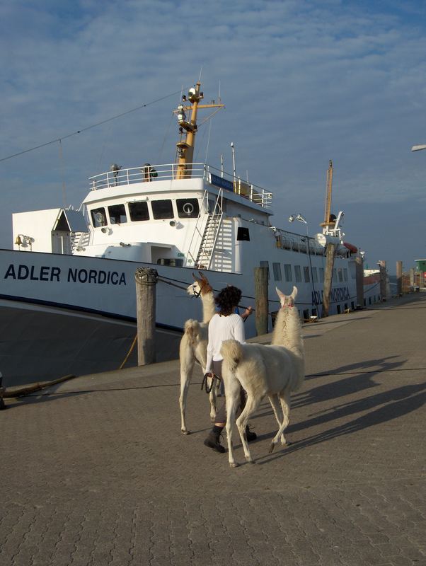 Lama-Spaziergang am Hörnumer Hafen