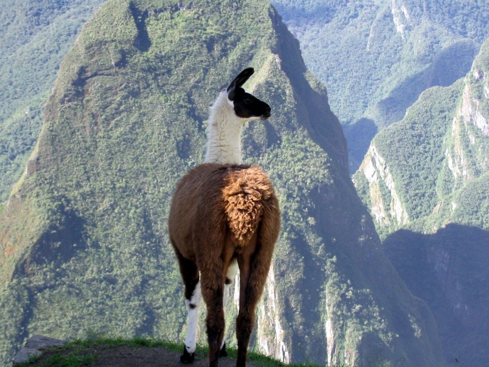 Lama Tricolori am Machu Picchu - Peru