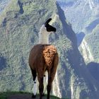 Lama Tricolori am Machu Picchu - Peru