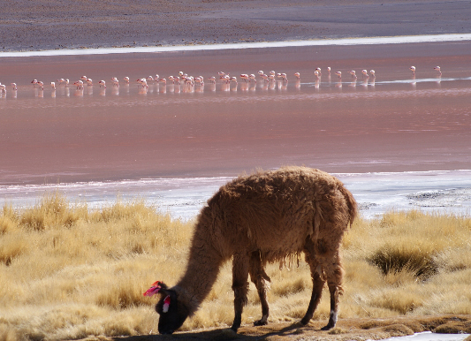 Lama trifft Flamingo