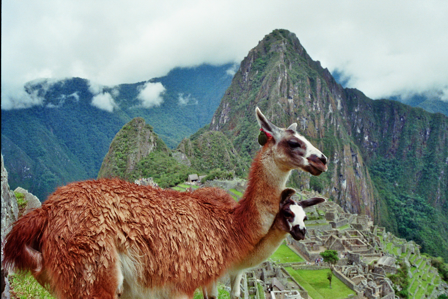 Lama von Machu Picchu