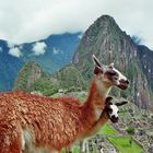 Lama von Machu Picchu