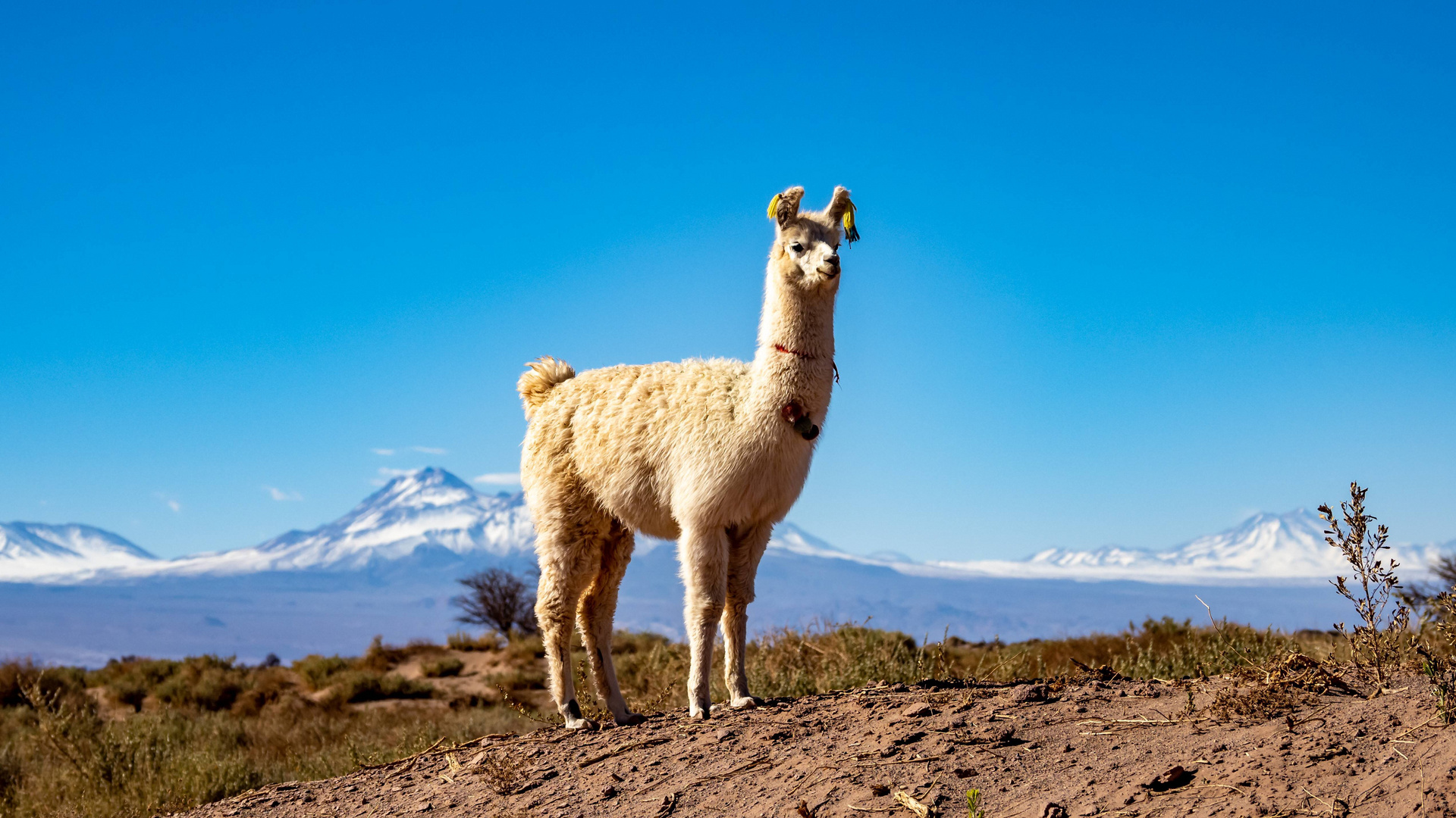 Lama vor Andenkette