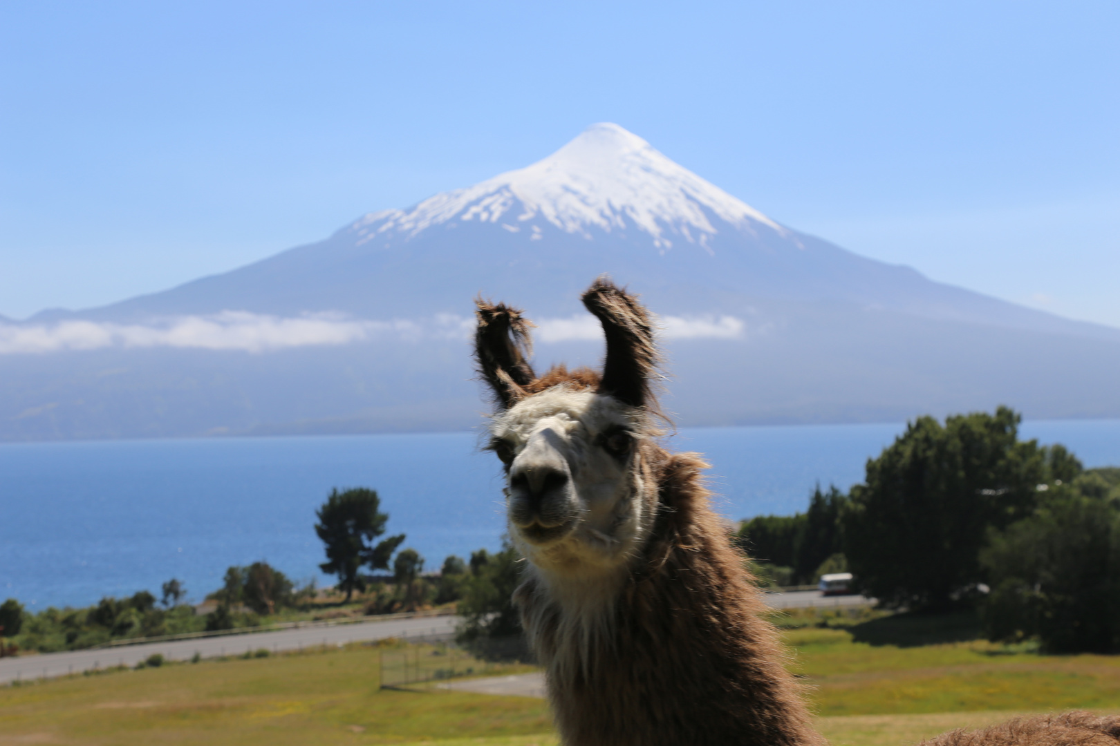 Lama vor dem Osorno Vulkan in Chile