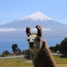 Lama vor dem Osorno Vulkan in Chile