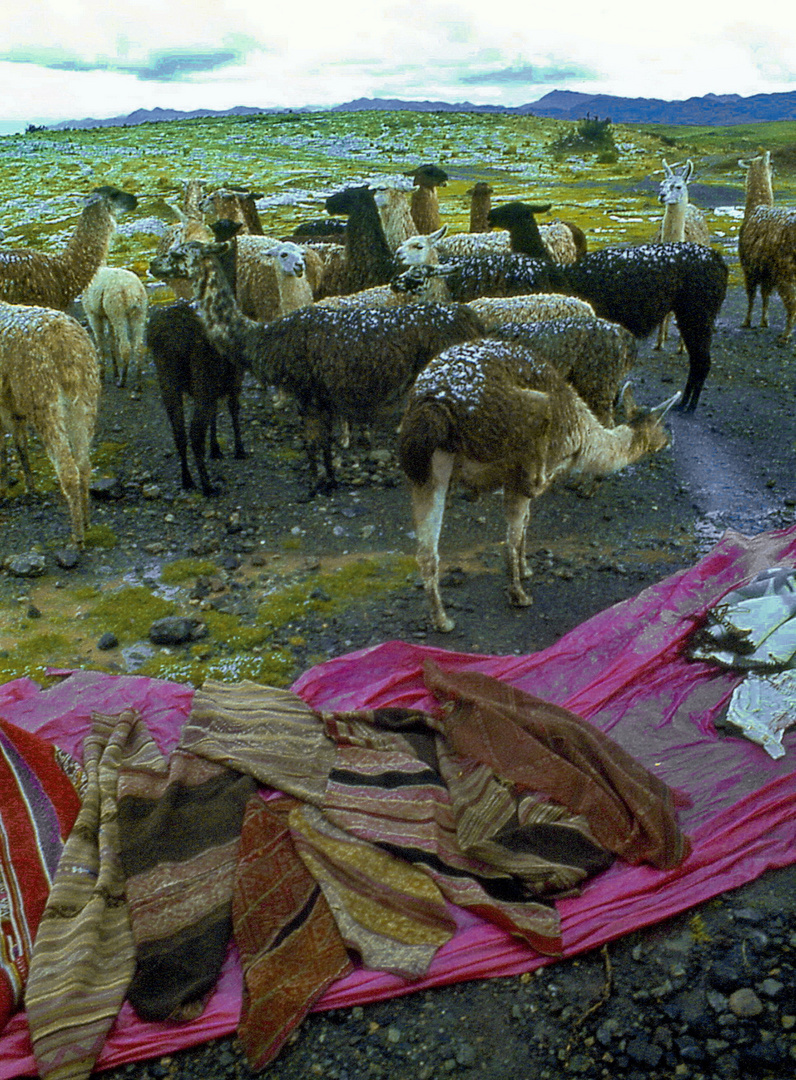 Lamaherde bei Cuzco.