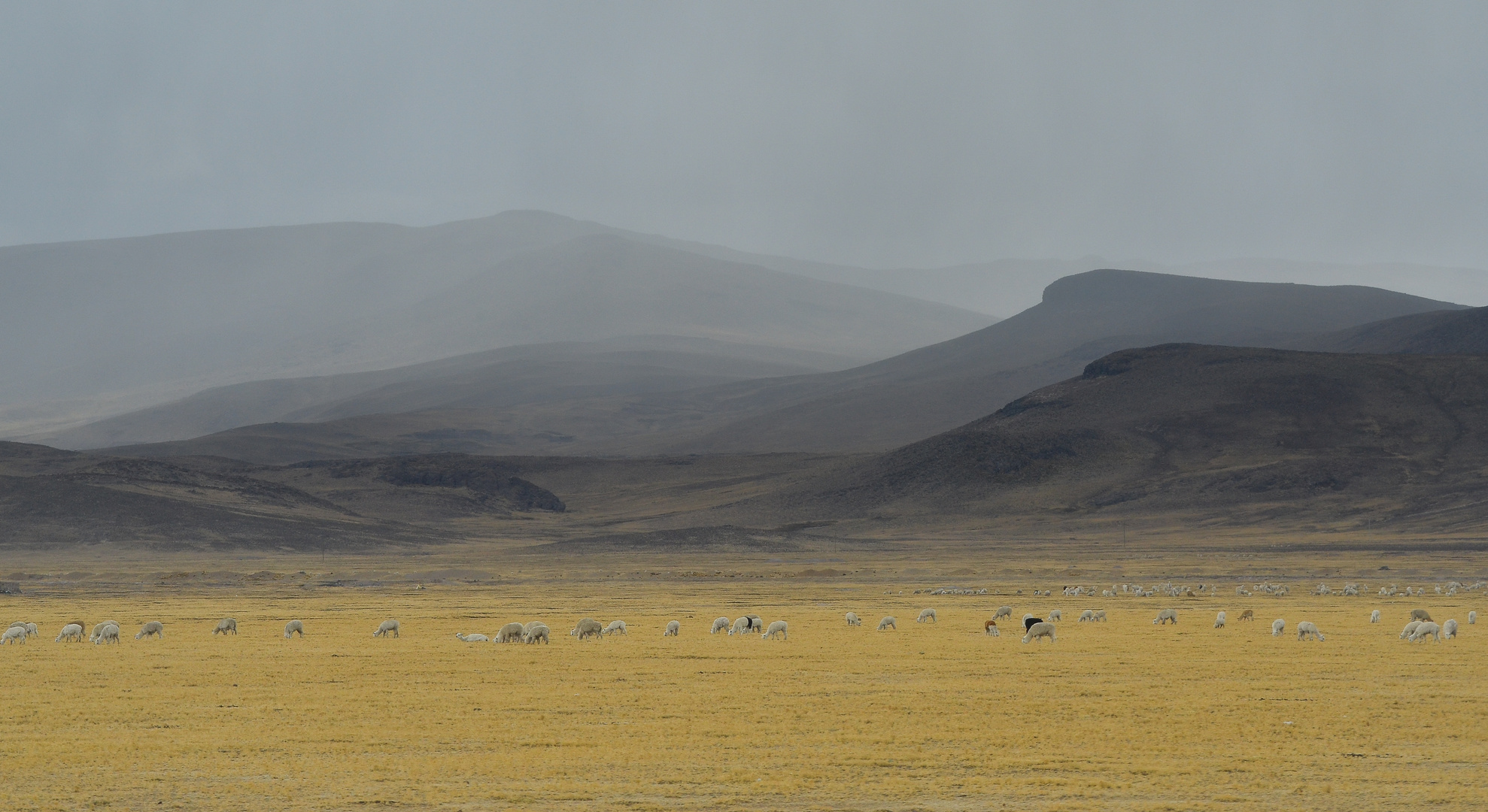 Lamaherde in der Peruanischen Steppe auf ca. 4000m