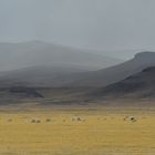 Lamaherde in der Peruanischen Steppe auf ca. 4000m