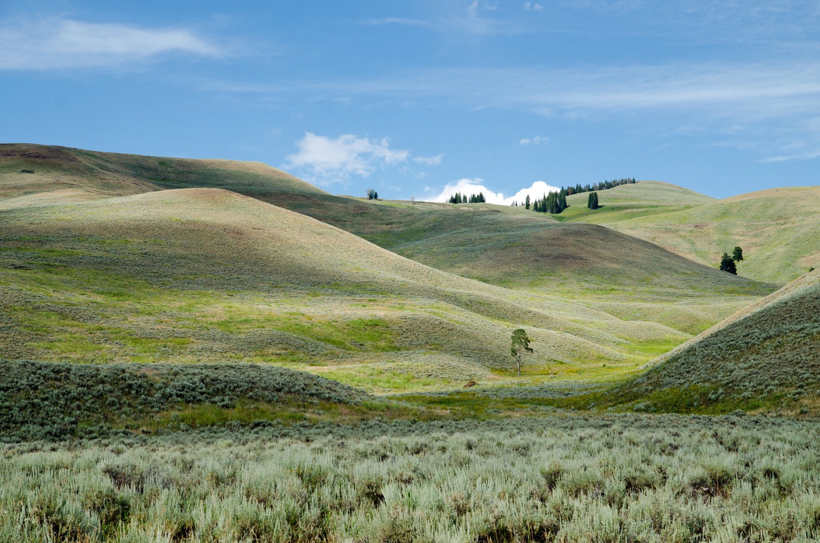 Lamar Valley 2014