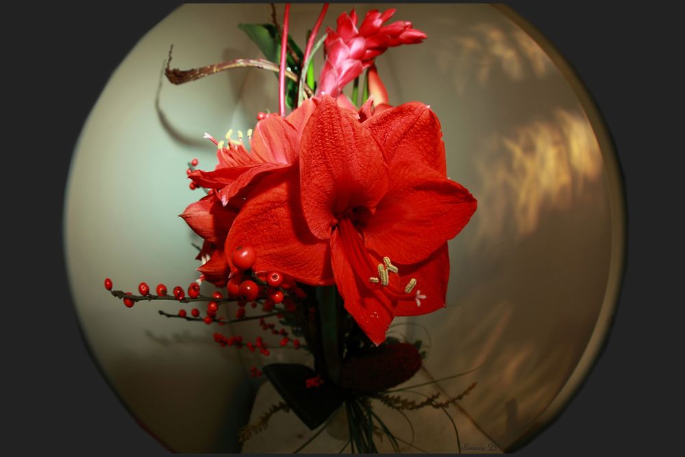 L'amaryllis.