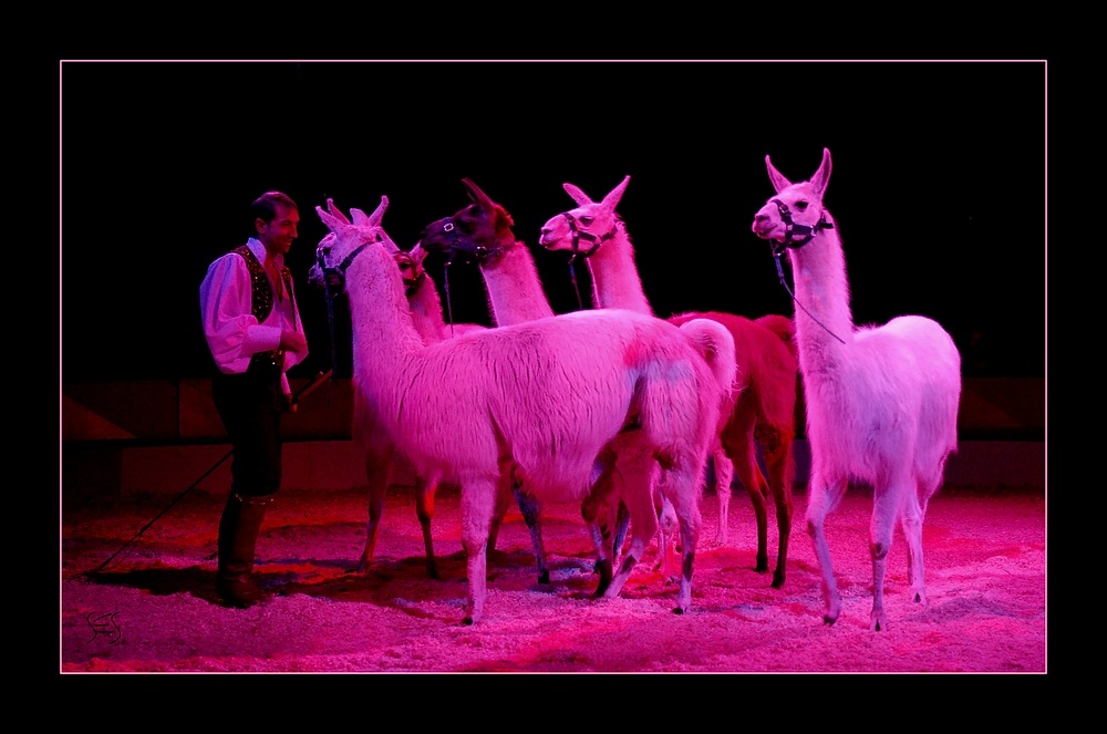 Lamas 1