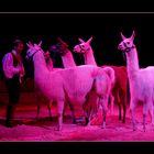 Lamas 1