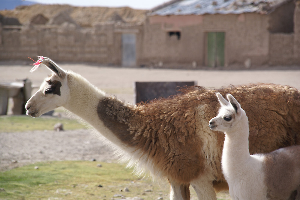 lamas