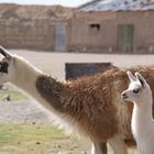 lamas