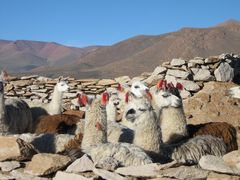 Lamas