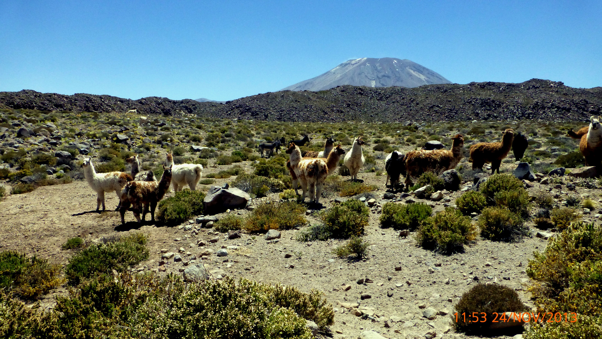 Lamas, Alpacas, Vicunias in der Atacamawüste