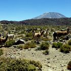 Lamas, Alpacas, Vicunias in der Atacamawüste