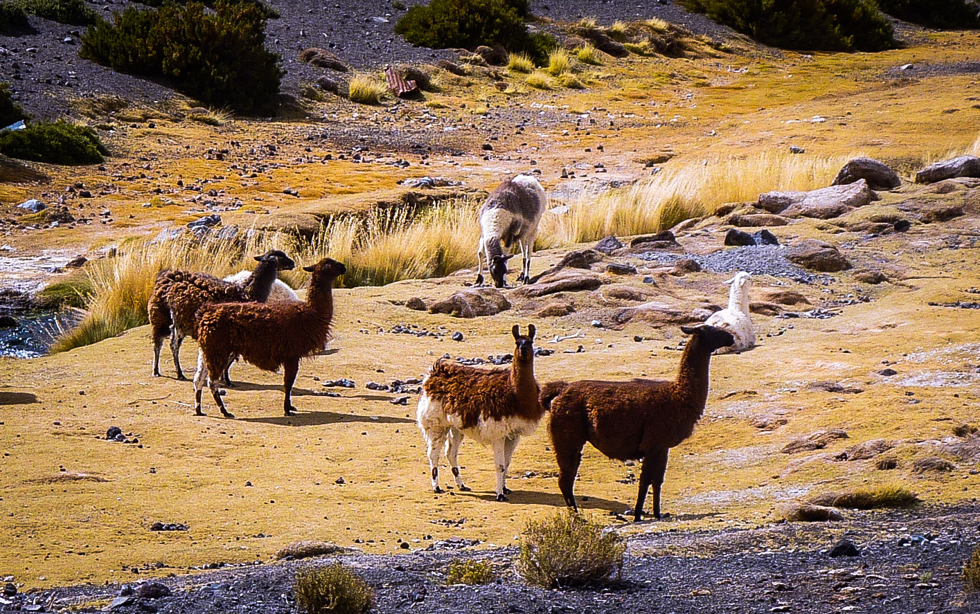 Lamas , Alpakas in der Atacama