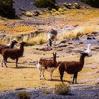 Lamas , Alpakas in der Atacama