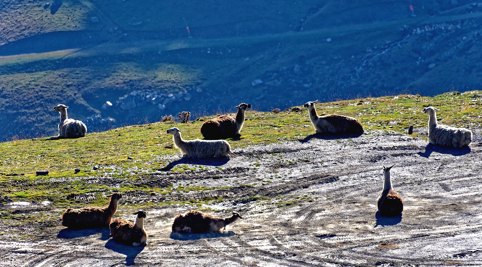 ... Lamas am Col du Tourmalet ...