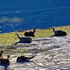 ... Lamas am Col du Tourmalet ...