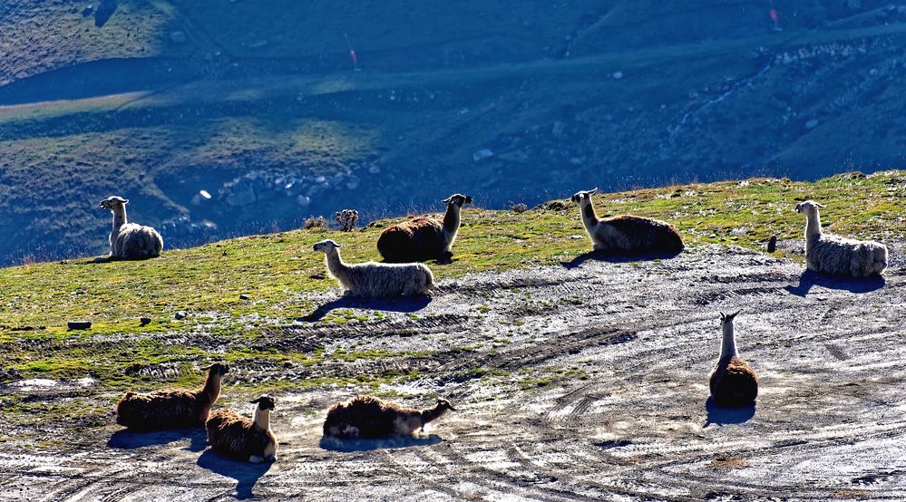 ... Lamas am Col du Tourmalet ...