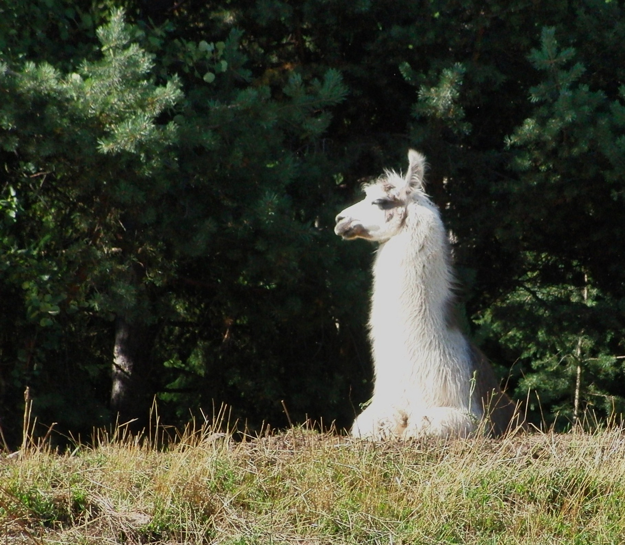 Lamas am Ritten????