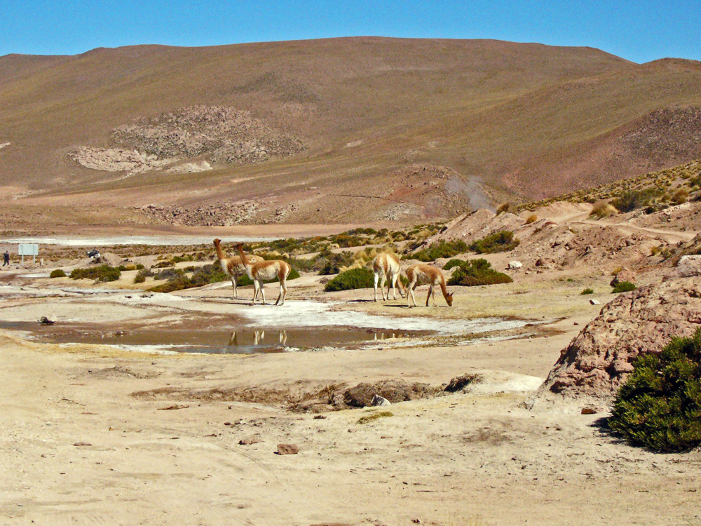 Lamas an den Geysiren El Tatio (4280m über NN)