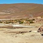 Lamas an den Geysiren El Tatio (4280m über NN)