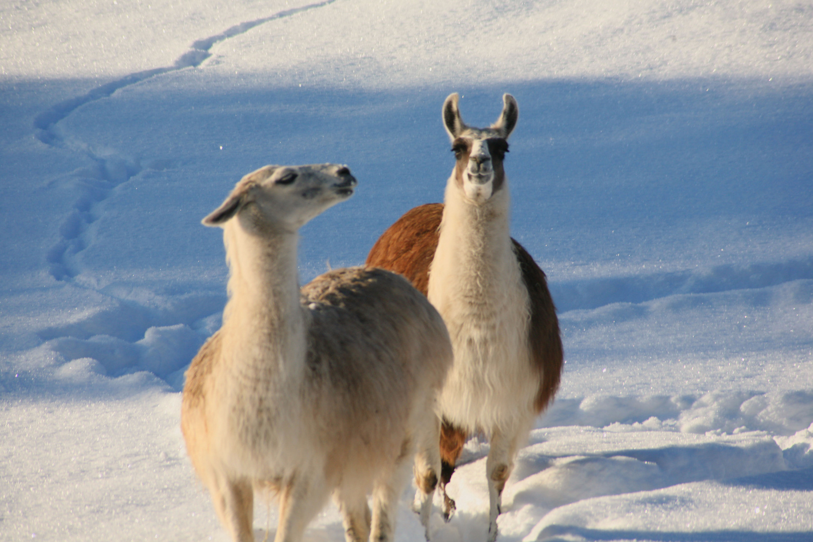 Lamas auf der Hohen Wand