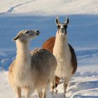 Lamas auf der Hohen Wand