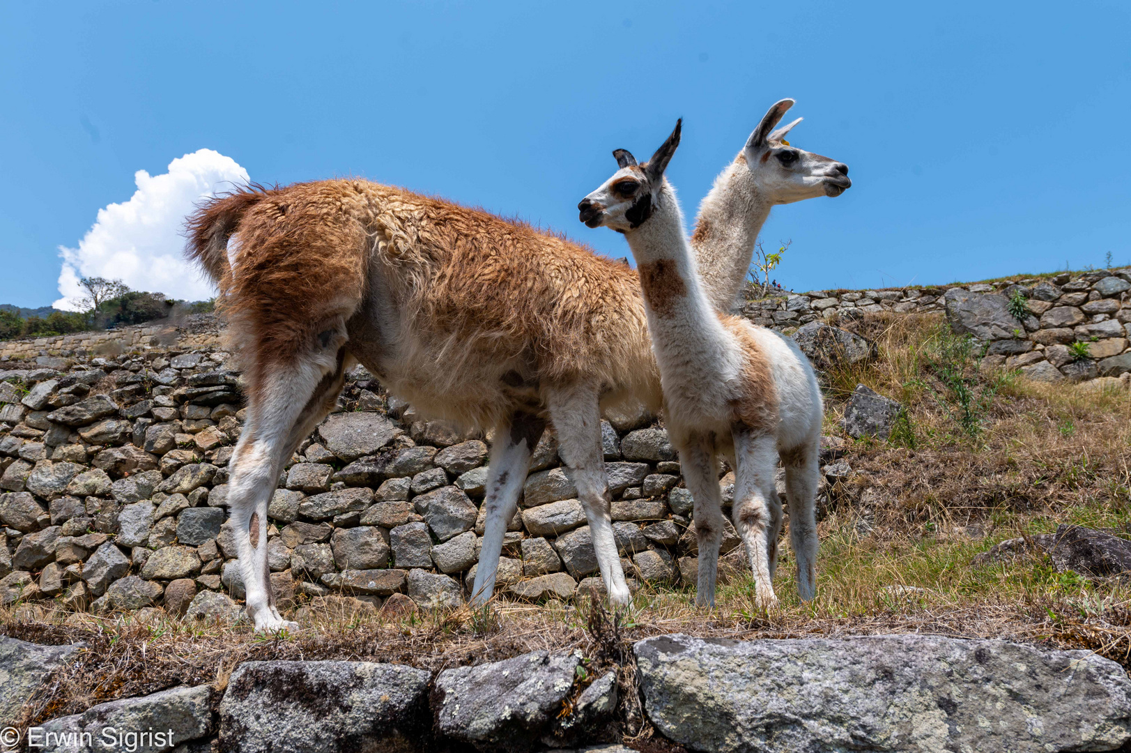 Lamas auf Machu Picchu - Peru