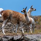 Lamas auf Machu Picchu - Peru