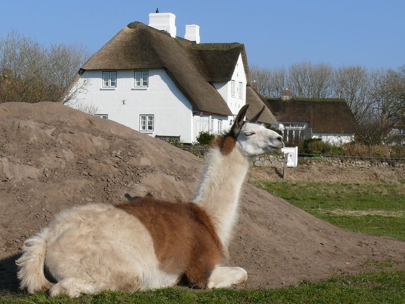 Lamas auf Sylt.....