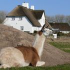 Lamas auf Sylt.....