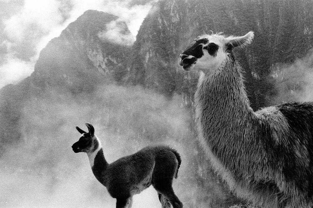 Lamas, Bewohner des Cusco