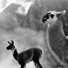 Lamas, Bewohner des Cusco
