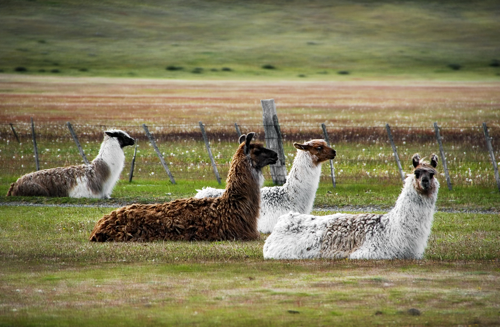 Lamas...