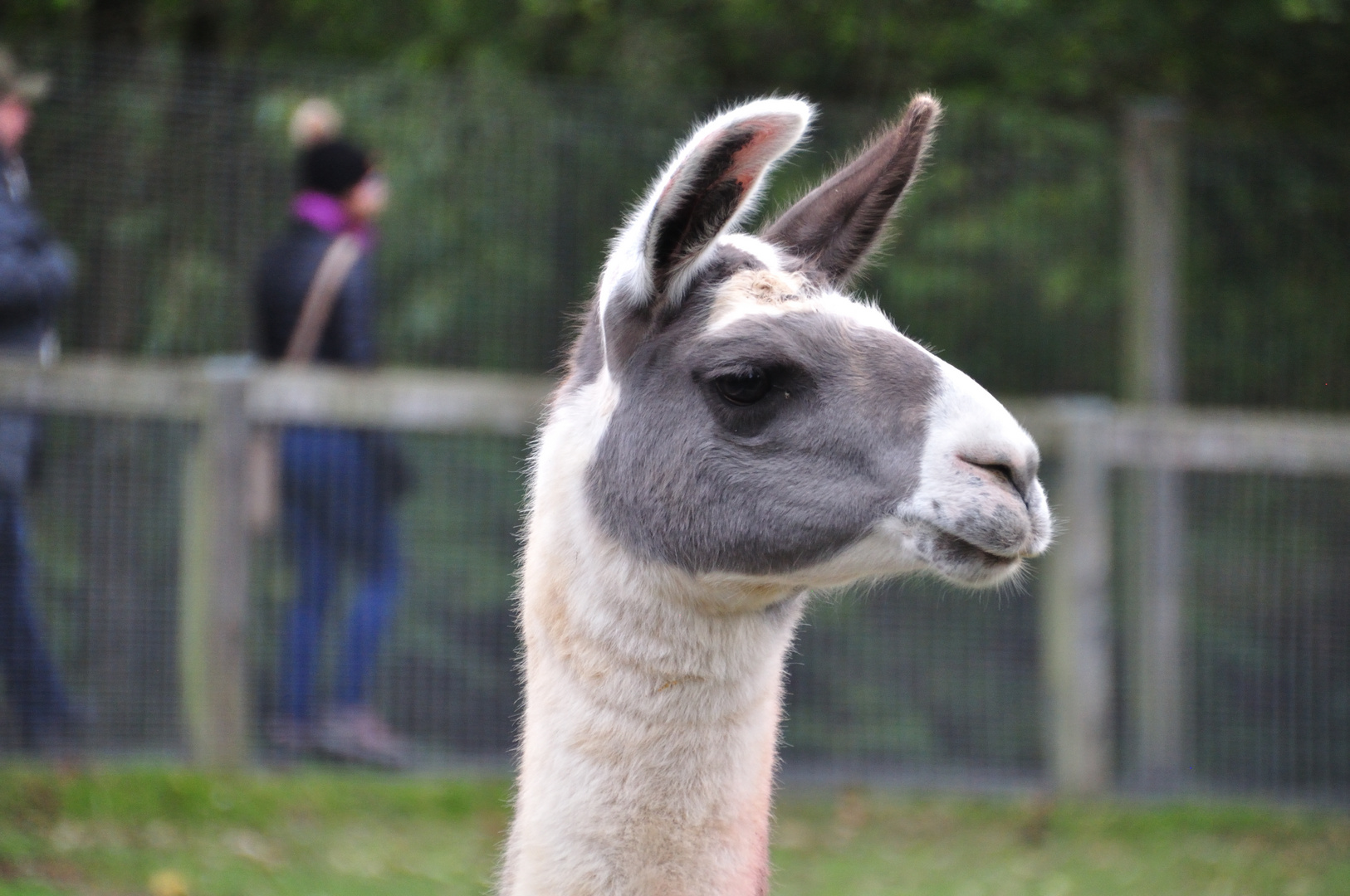 Lamas Foto & Bild natur, tiere, haustiere Bilder auf